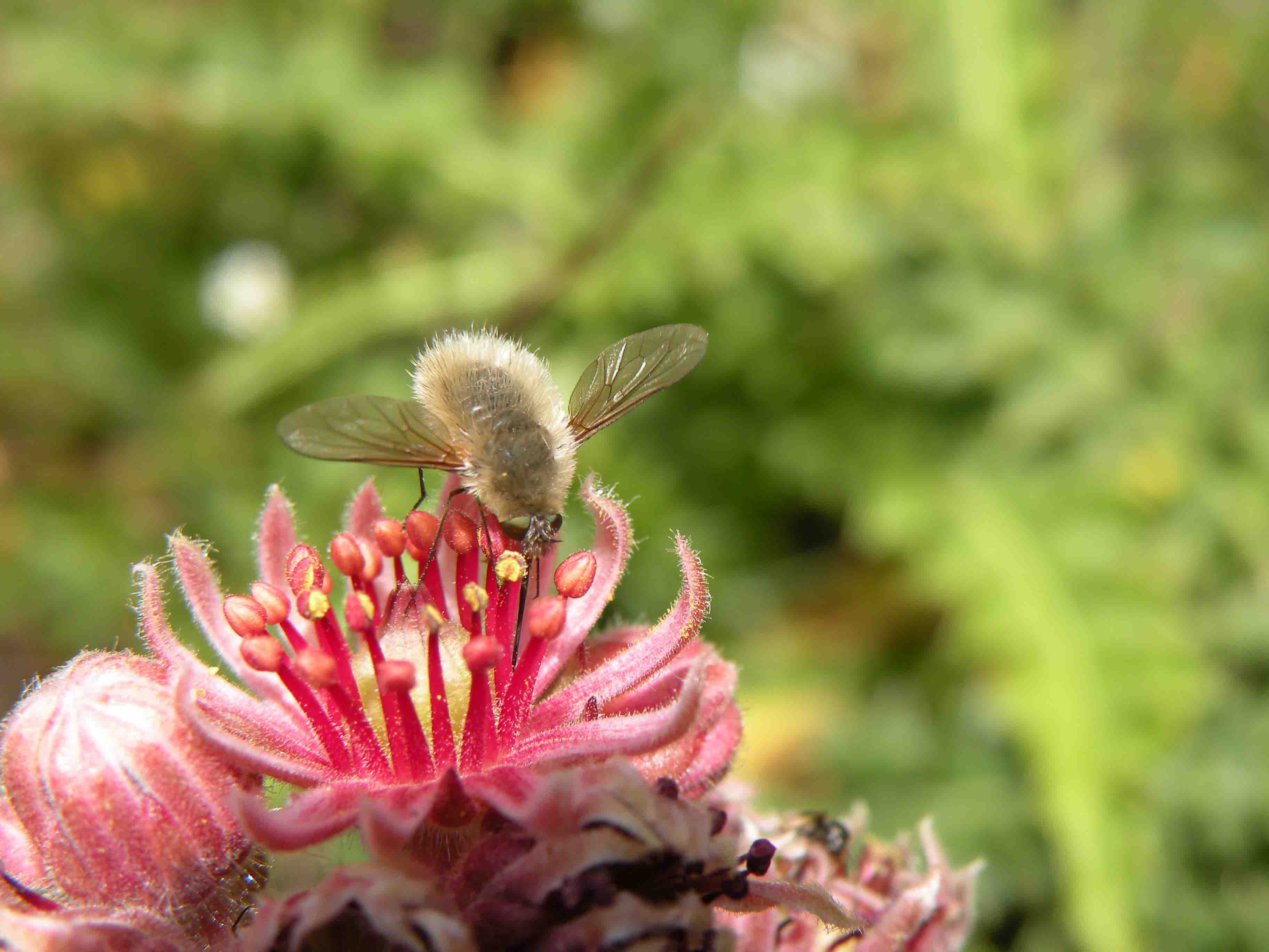 Aiuto identificazione Bombyliidae